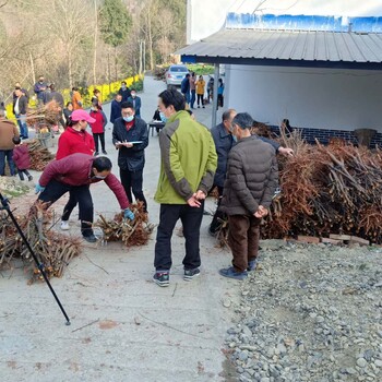 四川简阳蜂糖李苗,蜂糖李子苗合理施肥