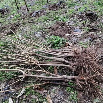 河北蜂糖李子苗批发和价格,蜂糖李子苗种植基地