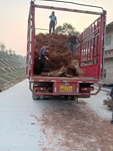 湖南鹤城区蜂糖李树苗蜂糖李苗品种介绍