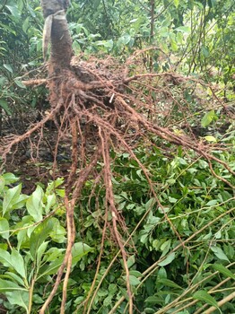 贵阳蜂糖李树苗产地货源,蜂糖李树苗修剪作用