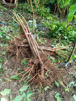 四川西区蜂糖李苗,蜂糖李苗嫁接方法,蜂糖李苗生产基地