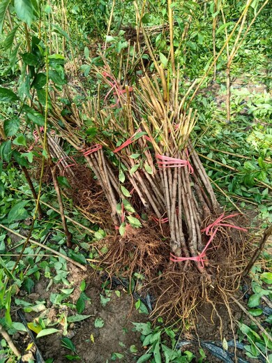 四川马边蜂糖李树苗-蜂糖李子树苗基地