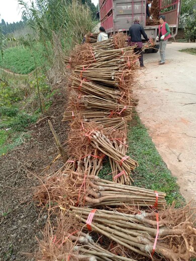 重庆云阳凤凰李子树苗示范基地,凤凰李子树苗冬季修剪