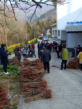 岳阳凤凰李树苗-凤凰李树苗怎样提高坐果率-凤凰李树苗当年价格