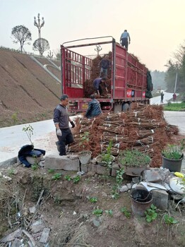 凤凰李树苗生产基地,广元凤凰李树苗涂白作用