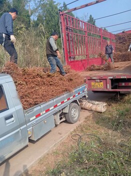 凤凰李树苗生产基地,广元凤凰李树苗涂白作用