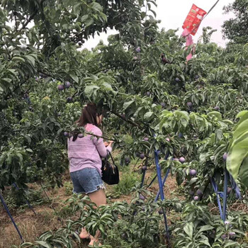 五月脆李苗一棵价格,湖南麻阳五月脆李苗施肥特点