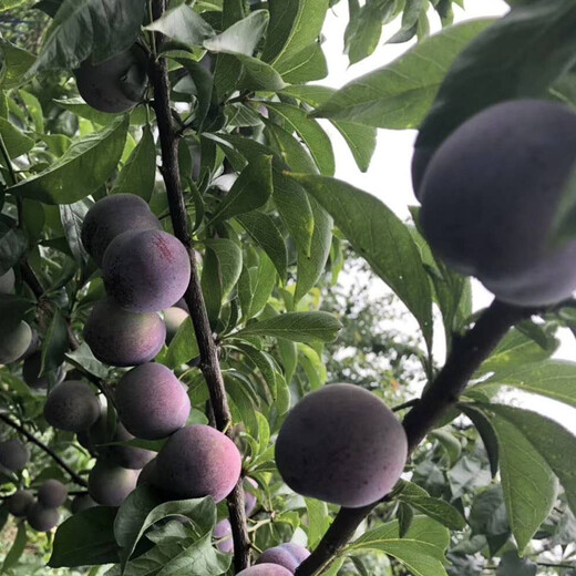 湖北茅箭区五月脆李树苗-五月脆李树苗裁种视频-五月脆李树苗研究中心