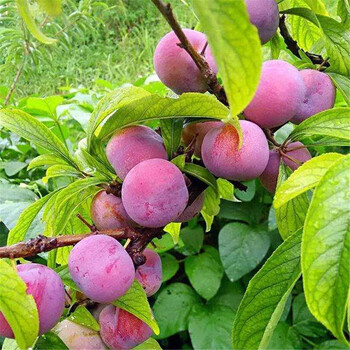 湖北羅田脆紅李苗脆紅李子樹苗批發(fā)及報(bào)價(jià)