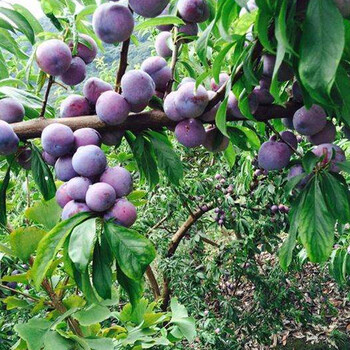 山西永和脆紅李苗2019年價(jià)格,脆紅李苗批發(fā)哪家好