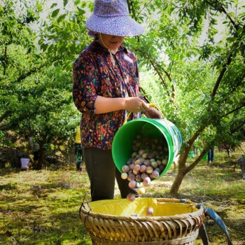 云南施甸脆红李子苗,红脆李树苗哪里是