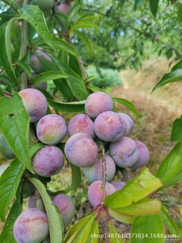 贵州山脆红李树苗,红脆李子苗价格