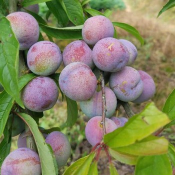 紅脆李苗施基肥重要性_湖南汨羅紅脆李苗產(chǎn)地貨源