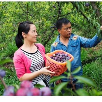 脆紅李子苗示范基地_青海脆紅李子苗培育中心