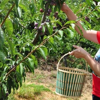 陕西王益区红脆李树苗种植技术_红脆李树苗实地看苗