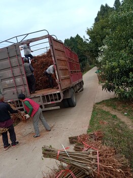 脆紅李子苗示范基地_青海脆紅李子苗培育中心