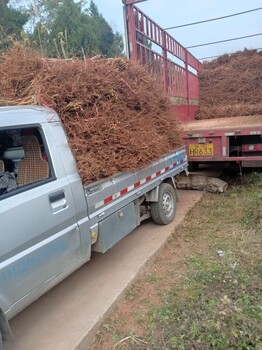 脆红李子树苗修剪目的_云南个旧脆红李子树苗基地现货