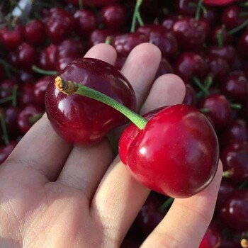 陕西岚皋车厘子树苗佳种植时间_车厘子树苗修剪视频