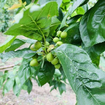 车厘子树苗生产厂家,陕西扶风车厘子树苗基地