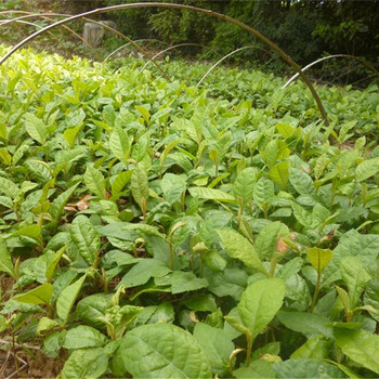 四川巴塘枇杷树苗品种有,枇杷树苗种植技术