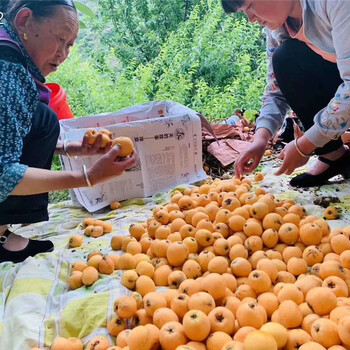 陕西华州区枇杷苗-枇杷苗自家基地-枇杷苗整形修剪