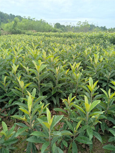 陕西富平枇杷树苗味道巴适,枇杷树苗低产原因