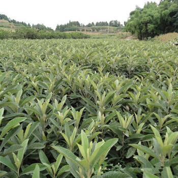 四川巴塘枇杷树苗品种有,枇杷树苗种植技术
