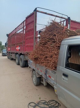 陜西永壽早熟李子苗裁種視頻_早熟李子苗苗圃基地