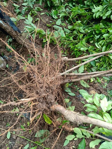 云南贡山李子树苗适合种植地区,李子树苗一株多少钱