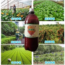 沖施液體生根菌劑苗齊苗壯液體菌劑活菌50億液體生根菌劑15瓶一箱圖片