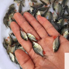 淡水白鯧魚苗養殖基地淡水紅鯧魚苗成活率高紅鯧魚苗圖片