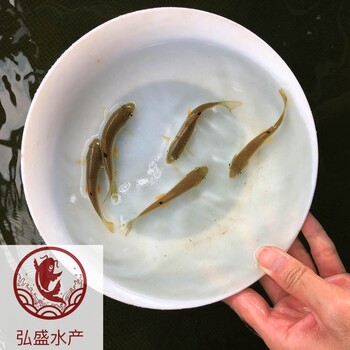 广东茂名军鱼苗广东湛江青竹鲩鱼苗批发