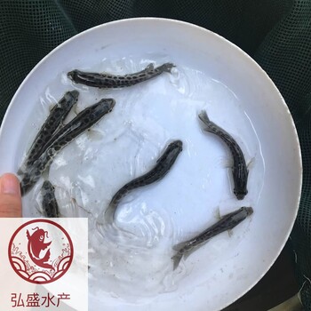 湖南郴州雜交生魚苗湖南株洲黑魚苗批發(fā)