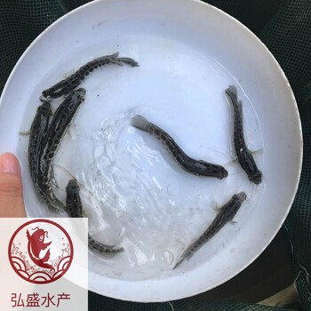 湖南郴州雜交生魚苗湖南株洲黑魚苗批發(fā)