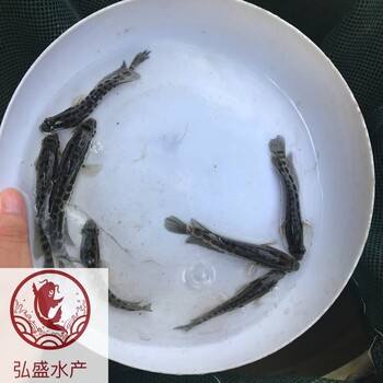 湖南郴州雜交生魚苗湖南株洲黑魚苗批發(fā)