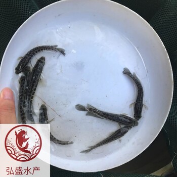 湖南郴州雜交生魚苗湖南株洲黑魚苗批發(fā)
