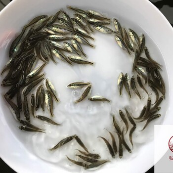 廣西防城港鱸魚苗廣西欽州加州鱸魚苗批發(fā)