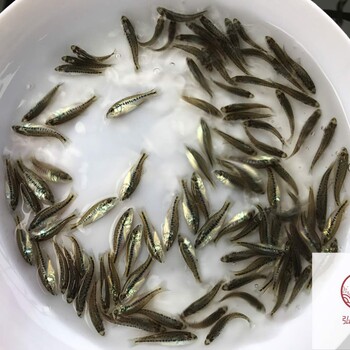 廣西防城港鱸魚苗廣西欽州加州鱸魚苗批發(fā)