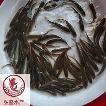 江西撫州銀鱈魚苗江西贛州銀雪魚苗圖片