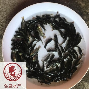 湖南郴州罗非鱼苗湖南株洲罗非鱼苗批发