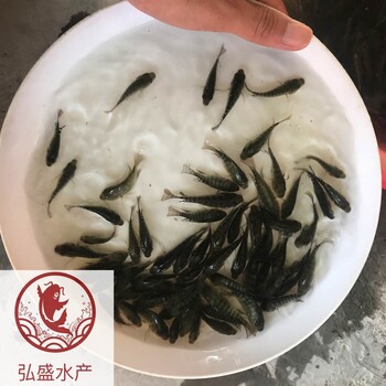 广东肇庆罗非鱼苗广东江门罗非鱼苗批发