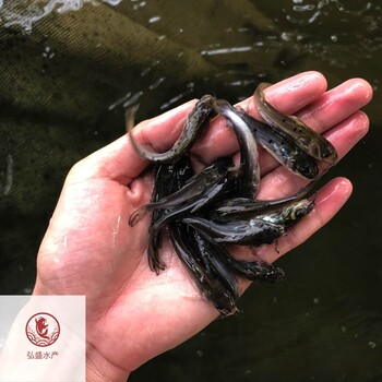福建福州叉尾鮰魚苗福建寧德叉尾魚苗批發(fā)