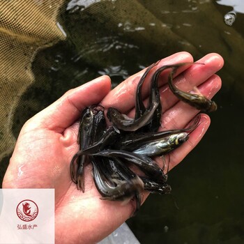 福建福州叉尾鮰魚苗福建寧德叉尾魚苗批發(fā)