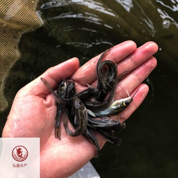 福建福州叉尾鮰魚苗福建寧德叉尾魚苗批發(fā)
