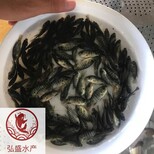 广东茂名鱼苗广东湛江杂交太阳鱼苗图片0