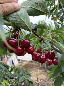 高埗鎮(zhèn)商家科里斯蒂娜櫻桃苗