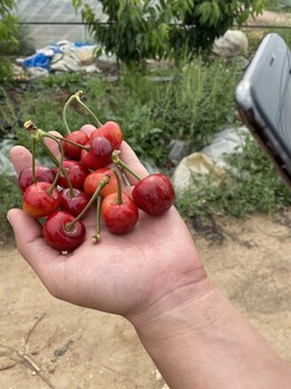 高埗鎮(zhèn)商家科里斯蒂娜櫻桃苗