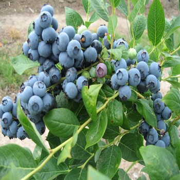 榆次区,蓝光蓝莓苗市场价格2023价格表