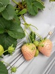 武进京藏香草莓苗当年挂果览表2023已更新(今日/资讯)