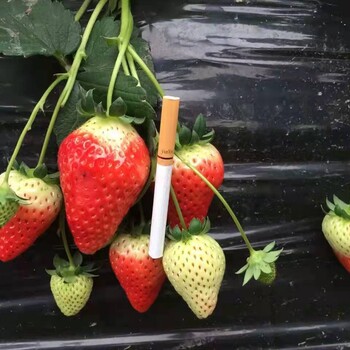 静海蜀香草莓苗新优品种2022榜